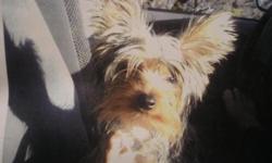 She is loved and missed so very much. $100.00 reward. Area of Victor/Hartnell/Cypress.
Please call.
Thank you so much!