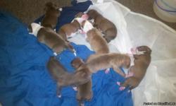 Hi,I have a red nose pitbull that has recently had puppys,they are Red Nose Pitbull Puppys,he puppys are very healthy and their are 5 boys and 5 girls call or text me for pictures at 561-558-2700 dre,or message me on here...