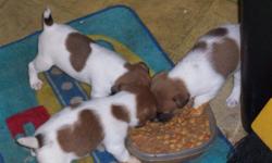 10 Jack Russell Terrier Puppies for Sale
* 3 Female
* 7 Male
* Docked Tails
* $175.00 each
* Ready for Valentines Day!
* For more info call (210) 828-9441