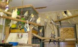 I have 3 lutino females, 1 gray female and 6 gray males. They are alll 2 years old and younger. They are in an indoor/outdoor aviary so they havn't been cooped up. I do have a large transport cage availabel for free to have if you want them all. The