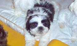 Pretty Boy is a handsome little black and white with a touch of chocolate male Shih Tzu puppy. He is ten weeks old (DOB: 03/25/2011) and should be approximately 6-8 lbs as an adult. He has a really sweet personality and is very independent for his age. He