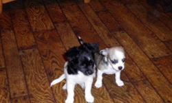 10 weeks old, one is black and white going to have long hair. The second puppy is black, white, & some brown going to be short hair. Both have had first checkup at vet. Had 4 total, 2 left. Mother is short hair apple Chihuahua, father is short hair also.
