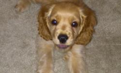 Golden complexioned male Cocker Spaniel for sale! He's good with adults and children, very playful. We're asking 750.00 or best offer. His veterinarian fees have been included in the price.
