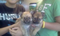 There r three male poms very pretty needs homes they r black white brown