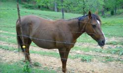 sorrel mare,very gentle, used to all sorts of noises,never have seen her get spooked,been ridden by people of all ages,needs a new home, our health prevents us from ridding any longer,size is a small horse or very large pony.call 540-597-3752 anytime