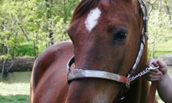 CHESTNUT. RED ELENA MCCUE
HAVE BEEN RIDDEN IN 4-H SHOWS.
DOES IT ALL.
EXCELLENT TRAIL HORSE WILL GO BY HERSELF AND STAND JUST FINE OR GETS ALONG WITH OTHERS. SHE HAS BEEN VERY WELL TRAINED. HAS WENT THRU SHERIFF TRAINING. BARRELS, ENGLISH, WESTERN. COW