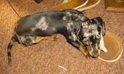 10week old Female Dapple Dachshund.
She is up to date with all her shots.
She will come with her registry papers and shot papers.
She has beautiful markings and a great personality.
She loves to sleep on your lap.
$500 obo.
Call Anna at 407-219-8226