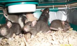 I have 11 male baby rats available to pet homes. They're tame, sweet and very cute. They are 5 weeks old, born on Christmas day. I have 1 brown hooded, 5 black berkshires, 3 brown berkshires, 1 blonde berkshire and 1 black hooded. Must go in pairs or