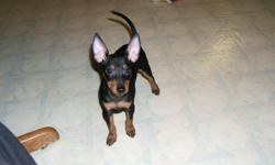 AKC registered Male Toy Manchester Terrier puppy for sale. He is a real beauty. He is marked perfectly. Has had two sets of puppy shots. Ready to go right now. He is a show prospect with full registration. May be shown in conformation or obedience. He is