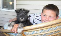 Looking for a cute little miniature schnauzer puppy? I have a puppy that is very socialized and interacts with kids of all ages. He will be a faithful companion for his new owner. The puppy?s tail is docked, dew-claws removed, natural ears, shots up to