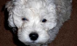 Maltese mix with poodle
-12 weeks
-Male
-Potty trained
-Dewormed
-first shots November 16, four week after this date will need upcomming shots
-Friendly
-Very playful
-Doesn't shed hair
-Hypoallergic (anti allergy)
-Eats verywell (loves puppy chow)
*Needs