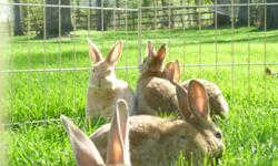 I have 3 male mini rex rabbits and 1 female left. There is a brown-grey male, brown with white feet male, tan male, and a brown-grey female. Very cute. They are perfect for 4-H as well.
I'm asking $25.00 for each or $40.00 for two. They are purebred and