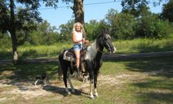 "Roseanna-McCoy"&nbsp; 12Yr. Old, Child-Ptoof, &nbsp;Black & White, Paint Mare.&nbsp; Very gentle, anyone can ride. Rides in real woods, & creeks. Rides on night rides. No bad habits, does not spook. Easy to catch.Loads & hauls good. The perfect Trail