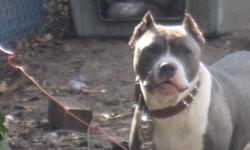 Great 12 mth old purple ribbion american bully 75%, razor edge 25% gatti, ears cropped, great with kids, and other dogs. Perfect housemate or play mate.Its my brothers dog he needs the money and is asking me to rehome him for a rehome fee of 300 obo.Ive