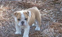 Firm on the price AKC registered female 13 weeks. Fawn and white full of wrinkles comes from EXCELLENT bloodline! She is up to date on all her shots!!! Comes with her papers and vet records. And best of all she is nearly house broken:O) SERIOUS INQUIRIES