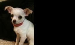 I have a 15 week old male applehead chihuahua. He weighs 4 pounds and is all white with tan spots around his eyes and one right above his tail. He is very sweet and loving and always wants to be at your feet or in your lap giving you kisses. He loves to