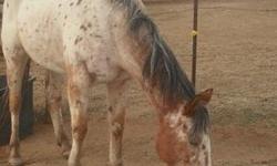 15 Year Old Appaloosa Gelding. 15.3 HH and about 1300 lbs. He is beautiful, very muscular, and VERY strong. The person who buys him will need to be a confident trainer and very strong. He has the desire to please, but does not have the knowledge to do