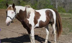 he is broke to ride can ride him trail riding with other he is what i would say is kid broke but is a stallion. he is a 99% color producer he is bay and white with blue eyes. he is 15.1 hands tall. He has NO vices,bite,kick,rear,or buck, but he does stand