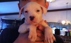 solid white 1/2pitbull 1/2american bulldog puppies good with kids and small dogs. 1 male 2females serious inquiries only thank you.