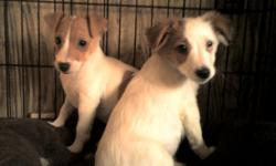I Have 1 Adorable Female "Jack Russell Terrier" Pup! 5 Months Old, &nbsp;Born:&nbsp;Thursday, September 27th, She is all White with Brown Spot around Her Right Eye & is Long Haired ~ Smooth Coat & Short Legged! This Sweet Little Girls is Paper Trained, &