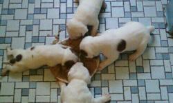Full blood American bulldog puppies one female parents on site send e-mail for pix at sandipb08@yahoo.com 757-303-9349 they will b ready to go to a good home on June 7th or anytime there after.