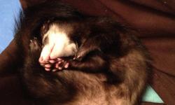 We absolutely love this little girl, but unfortunately our cat is out to kill her. She is descented, spayed, and has recieved her shots. She is very active, but when she's tired she falls right asleep! She will come with cage specifically for ferrets with