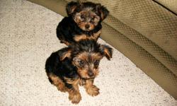 We have 1 female yorkie pup (12 Weeks Old) that is ready for her new home . Both parents are onsite. Father (9 lbs) is Black and Brown and Mother (10 lbs) is Silver and Blonde. Puppy has had tail docked, dewclaws removed and current on all shots and