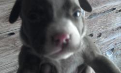 1 Girl. Dad is a blue nose and mom is red nose. This baby girl is playful with everyone. Reply if interested.Thank y'all
