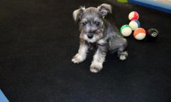 I have 2 Mini-schnauzer male puppies looking for a new home, AKC registered. Very lovable and affectionate personalities and great with kids. They have their initial immunizations and their tails are docked. Call me at 817-781-6950 to arrange a meeting.