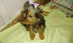 I HAD A LITTER OF YORKIES THAT WERE BORN ON 7/3/12.&nbsp;&nbsp;THIS IS THE ONLY ONE THAT WE HAVE LEFT FOR SALE.&nbsp;&nbsp;THERE WERE 3 FEMALES AND ONE MALE IN THE LITTER (THE MALE AND 2 OF THE FEMALES HAVE BEEN SOLD.) WE DIDN'T&nbsp;WEEN THESE PUPPIES