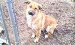 One year old free German Shepherd mixed with Golden Retriever and Lab. Needs loving home with room to run. He does NOT like being in the house, and doesn't play well with other animals. We have a seven year old that he does fine with other than knocking