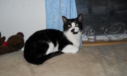 Bandit is a loving 1 year old male tuxedo cat that was rescued as a kitten. He is very good with other cats and Loves to be patted. Looking for a loving family to take care and love him.