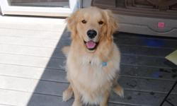 I am looking for a home for my golden. He is 1 yr. old, lives inside with us and also sleeps with us. He's a wonderful loving and gentle guy who loves to go for long walks and also loves to swim. He's completely potty trained. He's also crate trained
