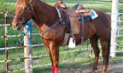 7 yr old Sorrel Gelding. Great roping horse, heeling and heading. Always goes in the box quietly. Trail rides, works cows, team sorts. Many miles moving cows in the sandhills of western Nebraska. Stands 15.1 H. This is a very friendly, athletic horse and