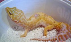 we have about 16 breeder size(1yr +old) leopard gecko females left born here last year in 2009 available for sale for 3 weeks only till christmas for an unheard of 25.00 each your choice!They make great pets,very hardy,easy to care for,always smiling!They