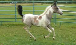 2010 Half Arabian Egyptian Bay Roan Pinto Filly
A rare opportunity to purchase such a outstanding filly. Her sire is a black straight Egyptian Arabian stallion with lines to Anaza Bay Shahh and Moniet El Sharaf.. Her dam is a 17 hand Arabian/saddlebred