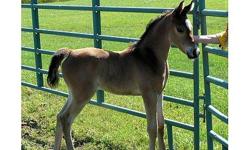 Did you every dream of owing a straight egyptian arabian filly. Take a look at DB Sahara Jull or Rose as we call her. Rose was born on August 14 2011 and at only 8 days old shows how beautiful she is. Rose has lines to Nabile,Moniet El,Sharaf,The Egyptian