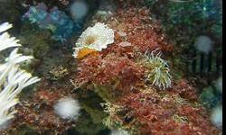 This system is well established currently running.&nbsp; Includes, tank, canopy, lights suitable for soft corals with bulbs less than 5 mos old, stand, air driven protein skimmer, air pump, power strip w timer, all testing kits/supplies, hydrometer,