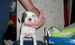 www.mandsbullies.weebly.com
2 male blue bully pups 4sale!! $600 "no trades"
male 1: white & blue
male 2: blue & white
adba registered papers in hand
bloodline:edge/gotti/tnt/winegarner
utd on shots and wormings
shot record trackers in hand
are now eating