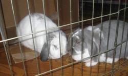 I have two male lop earred rabbits that need a new home. They are both 2 years old, neutered and each has it's own cage. Snowball is white with gray and Pebbles is mostly gray with white. They come together - they get along great and would be lonely