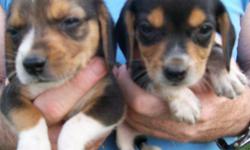 2 AKC beagle puppies. Both males and 7 weeks old. Parents 10" beagles, both parents excellent rabbit dogs, have field trial champion bloodlines. Asking 150.00