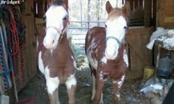 I have an APHA Registered Sorrel and White overo filly for sale for $800 or best offer. She was born 4-16-10. She has hard copy papers. Her registered name is JETS IMA PISTOL #984,782. Her Sire is JETS RACEING STAR #635,957 and her Dam is MAN WHATA TRIP