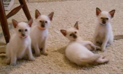 Kittens have been registered through TCA. Loving Kittys looking for a new home. Email now - taking reservations for the litter to quality persons. (2@SOLD!!). 1 lilac male and one choc. male left.
The sire is a modern, wedgehead, chocolate point