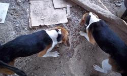 two 13 month old male beagles for sale. must stay together! $150 for the pair or trade on guns. Never been hunted.