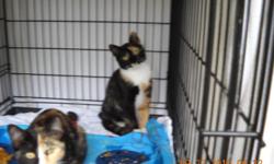 2 beautiful calico kittens 16 weeks old (must be adopted together) both female ,one shyer then other, born in shed in my backyard,very friendly need a loving home (picture does not do them justice) wish i could keep them have 5 dogs and 4 cats of my own,