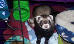 We have 2 great Ferret that are friendly and cuddly. Ones name is Chance and the other is Bolt. They are both a little under 1 year old. I have papers on them both. We also have a 4 story cage from feeders supply. Plus toys, 2 litter boxes, food bowl,