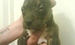 I have 1 male 1 female pitt bull puppies have there 1st shots and been dewormed....&nbsp; Ready for new loving homes call or text with any questions...--