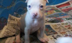 I have 1 blue fawn/white female and 1 Blue fawn/white male puppies still available. Their bloodline consist of good fella, gotti, and razor edge. I attached a photo of the dad. They was born June 22, 2011 and is ready to go now to their new home. They had