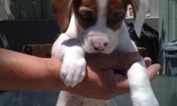 i got 2 boxer puppies for sale. 6 weeks old ready to go in 2 weeks. call or txt to reserve. 951264098