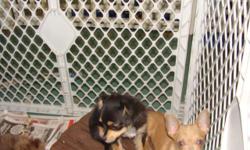 THEY ARE 6 MONTHS OLD AND COMES WITH HEALTH CERTS AND CKC REG PAPERS. READY TO GO NOW.. BOTH ARE SMALL . THE FAWN ONE HAS GREEN EYES. SHE IS ABOUT 2.5 LBS. THE TRI COLOR IS A LONG HAIRED AND ALSO AROUND 3 LBS,, THEY ARE TO SMALL FOR WHAT I NEED FOR